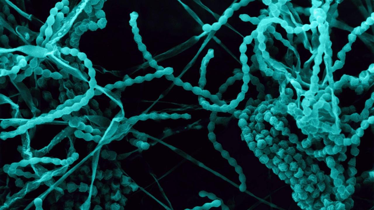 Rasterelektronenmikroskopaufnahme von Pilzen.