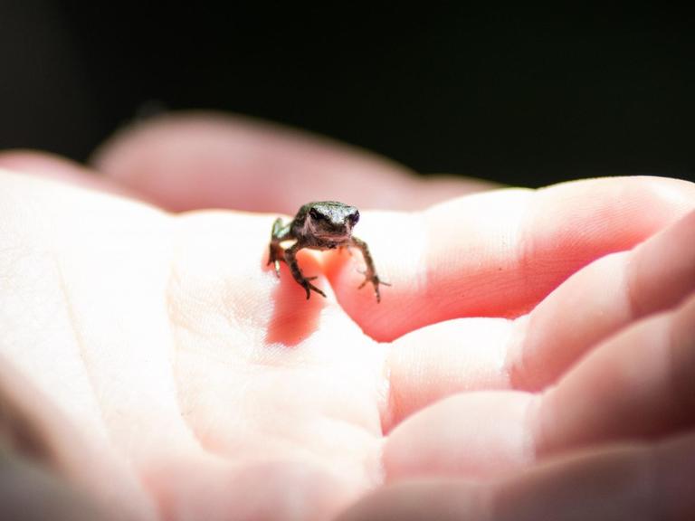 Ein Mini-Frosch auf einer Hand.