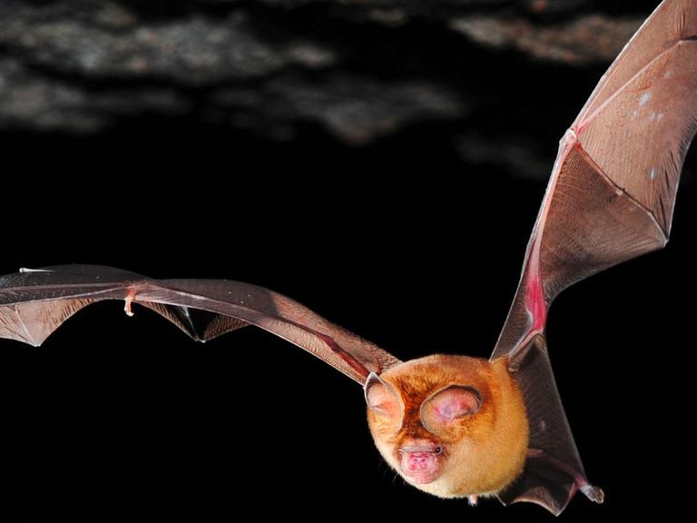 Fledermaus in Ghana.