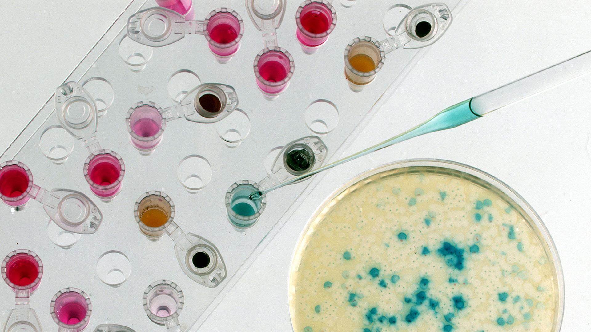 Eine Petrischale mit Bakterienkulturen zur Genvermehrung und Reaktionsgefäße mit Enzym- und Salzlösungen für gentechnische Arbeiten