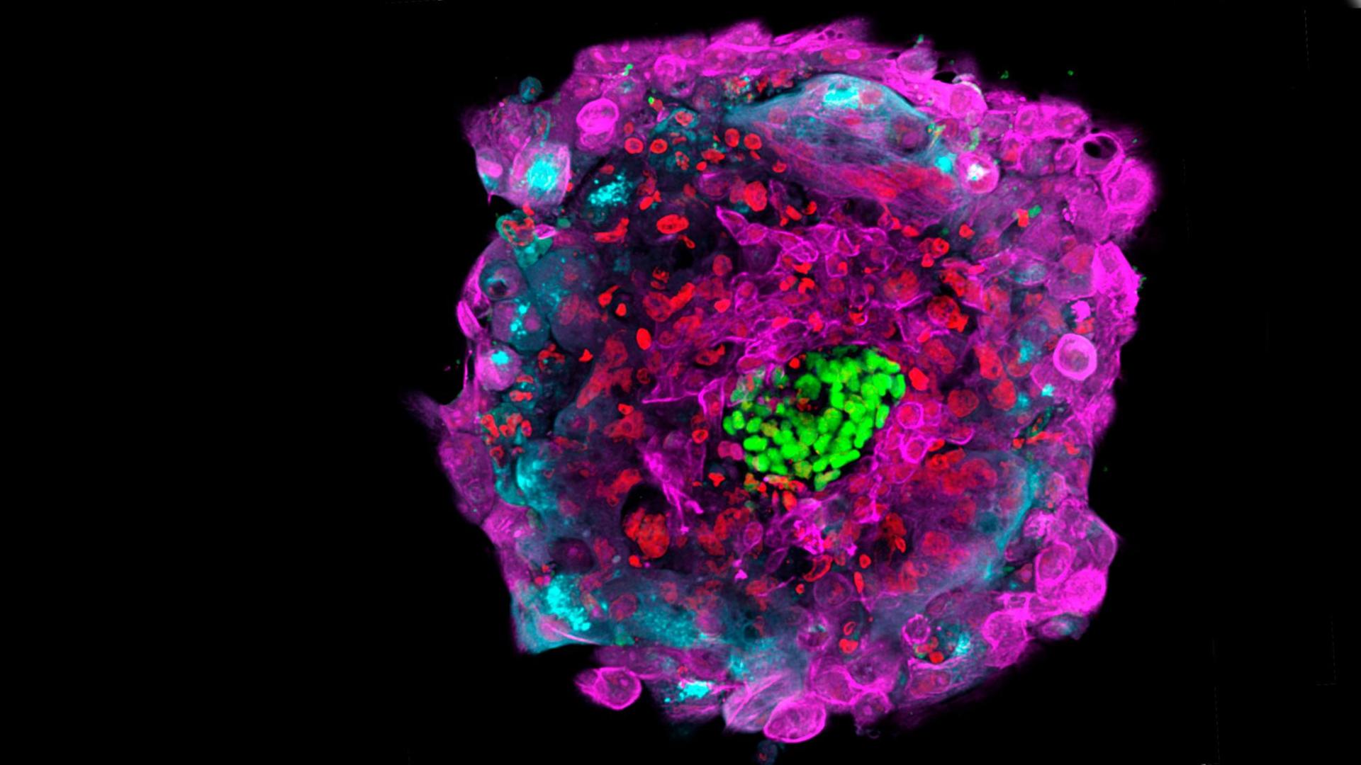 Diese von der Rockefeller University zur Verfügung gestellte Mikroskopaufnahme zeigt einen menschlichen Embryo 12 Tage nach der Befruchtung in vitro, wobei die verschiedenen Zelltypen durch unterschiedliche Farben markiert sind.