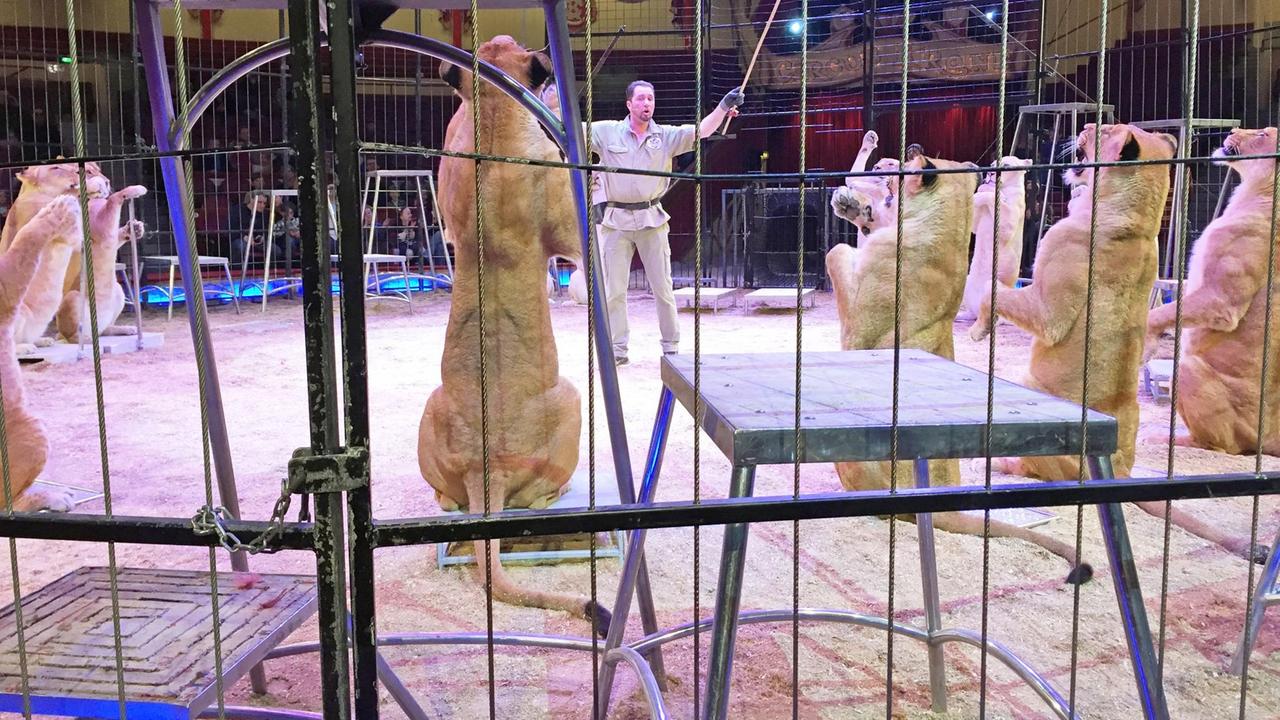 Circus-Krone-Dompteur Martin Lacey mit seinen Löwen