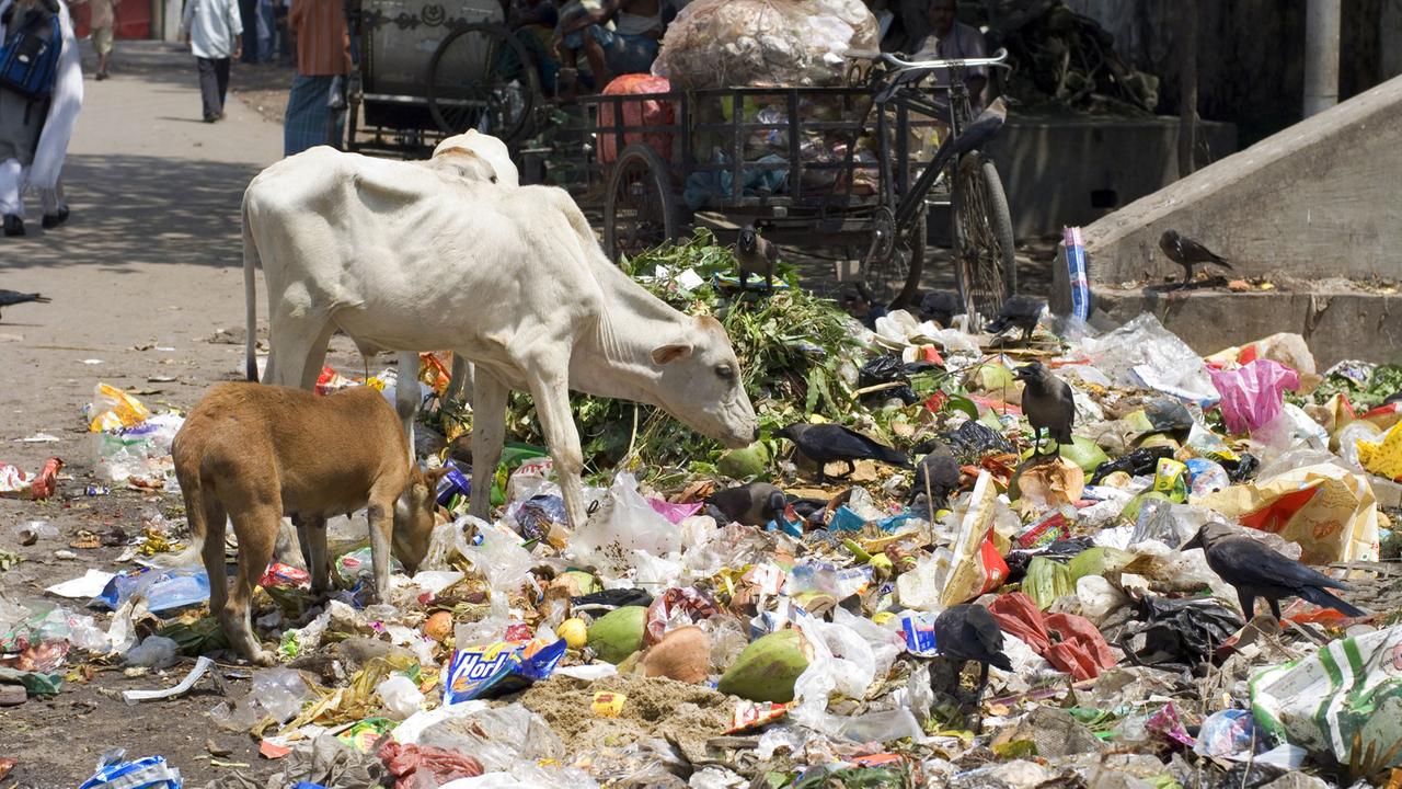 Tiere an einem Abfallhaufen in einem Slum in Kalkutta (Kolkata). Kühe laufen einem in den Slums ständig über den Weg. Entweder als hinduistische, heilige Variante oder als muslimisches Schlachtvieh. 