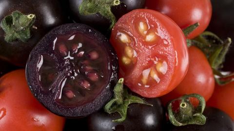 Lila und rote Tomaten