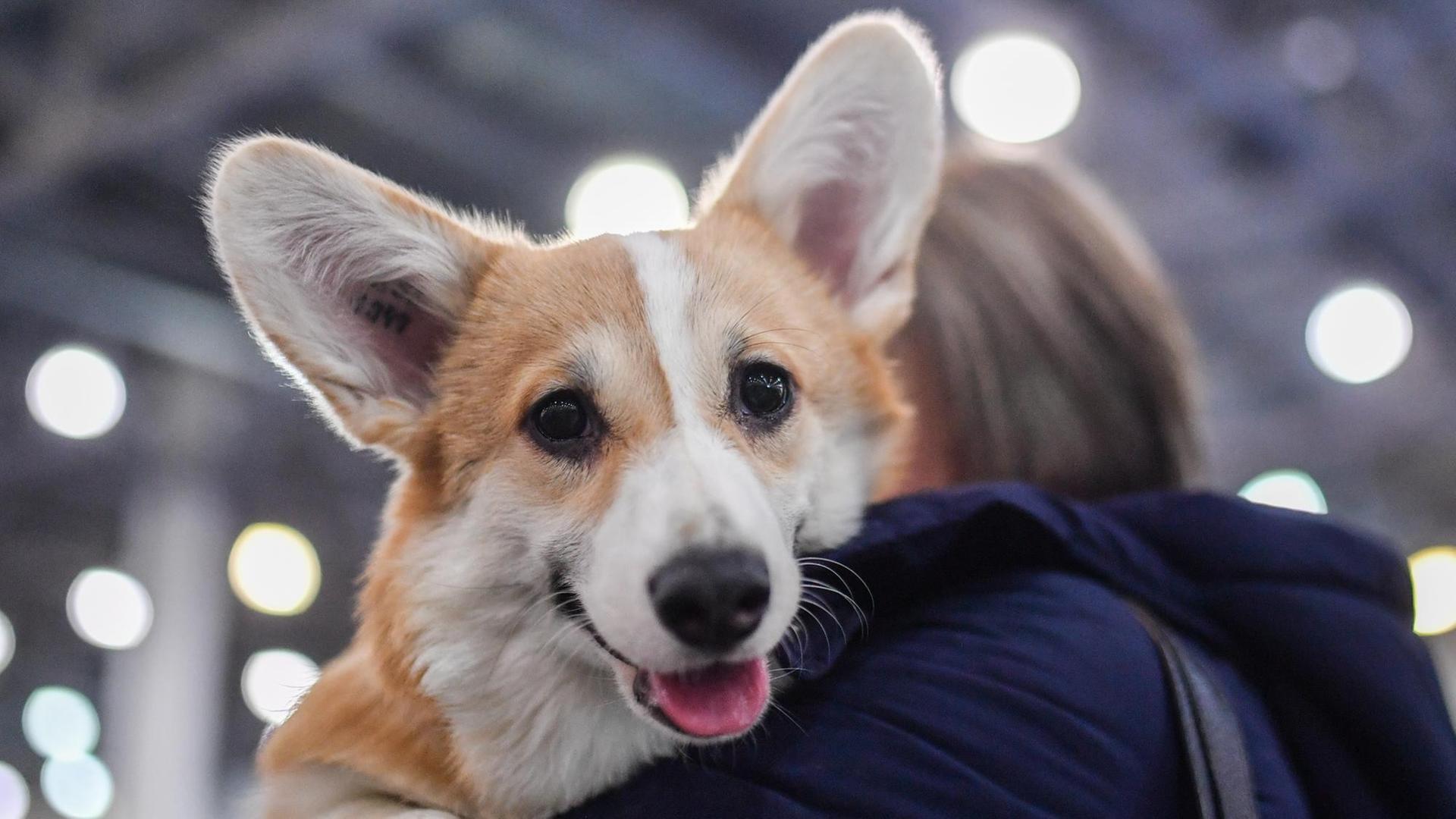 23.02.2019, Russland, Moskau: 5792834 23.02.2019 A woman holds her Welsh Corgi dog at a dog show, in Moscow, Russia. Evgenya Novozhenina / Sputnik Foto: Evgenya Novozhenina/Sputnik/dpa |