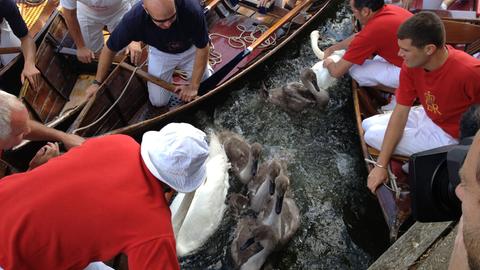Helfer in Ruderbooten sind bei der traditionellen Zählung der königlichen Schwäne auf der Themse in Großbritannien unterwegs.