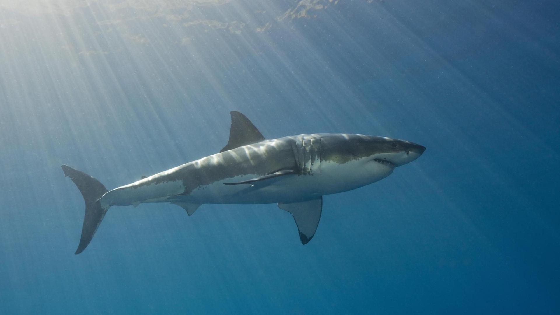 Seitenaufnahme eines großen Weißen Hais im Wasser, von oben Sonnenstrahlen.