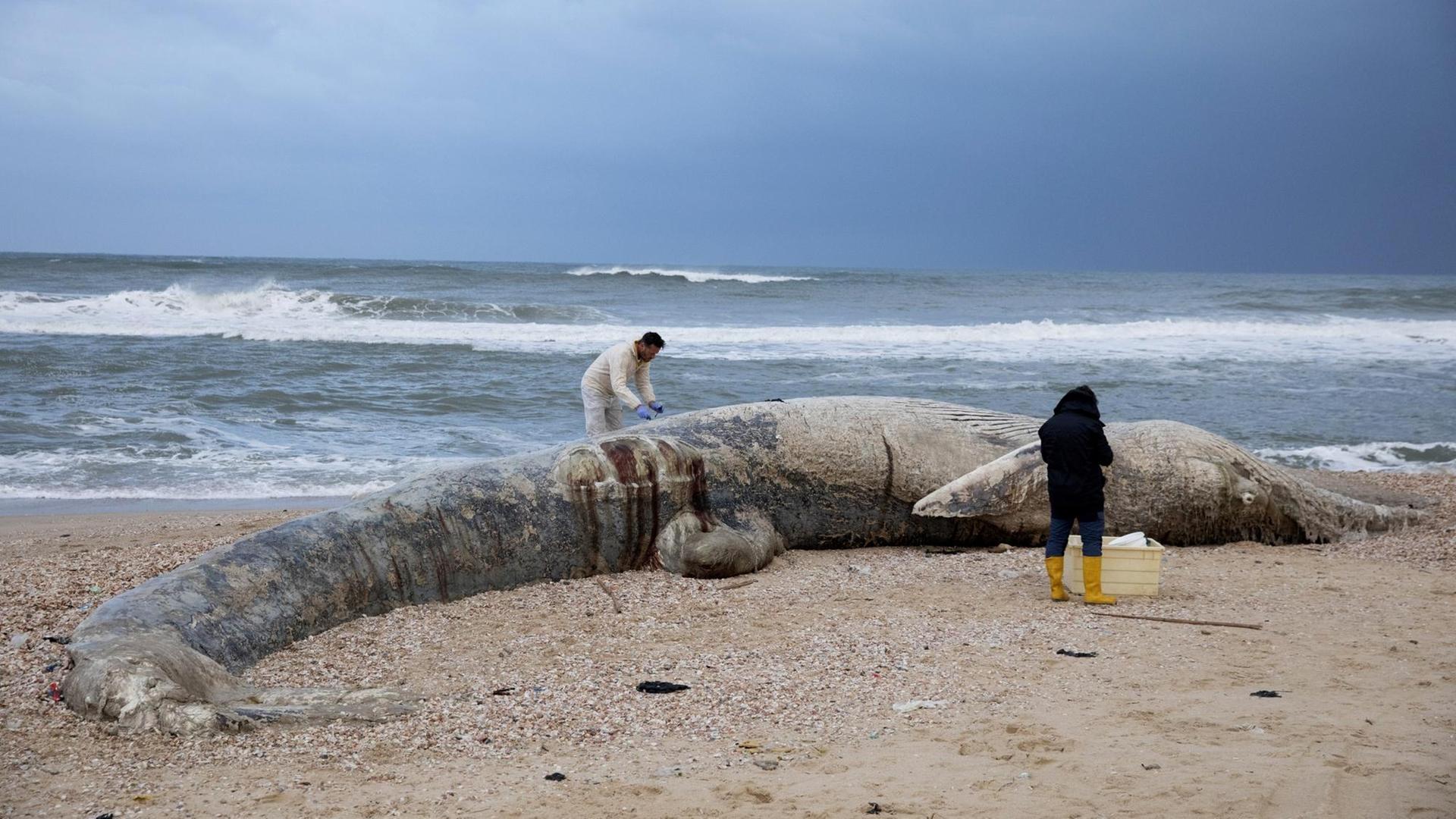 Ärzte untersuchen einen toten Finnwal am Strand in Israel.