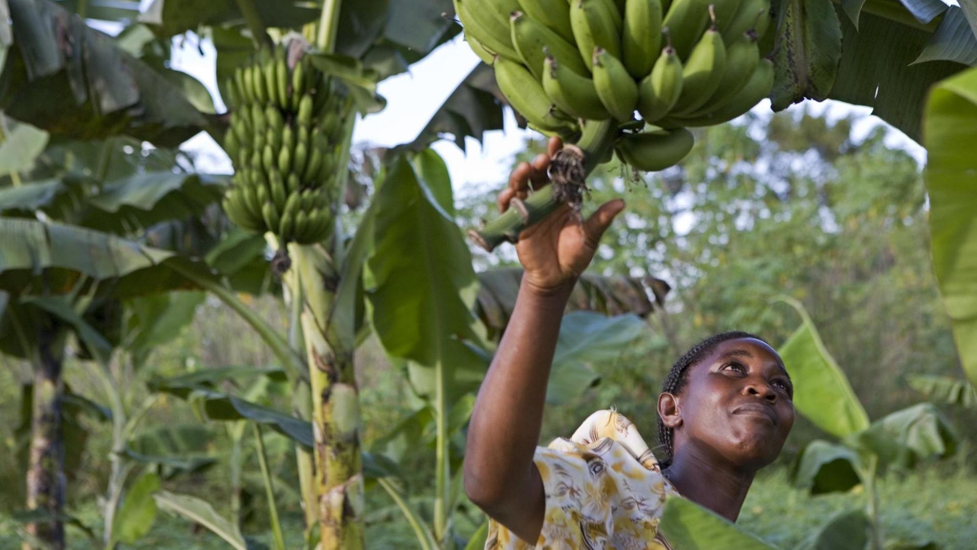 Beatrice Sebyala untersucht die Bananen-Ernte auf ihrem Bauernhof.