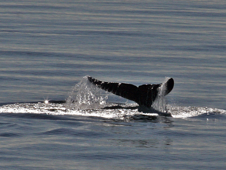 Ein Grönlandwal (lat.: Balaena mysticetus) beim so genannten Abtauchen, nur noch die Schwanzflosse ist zu sehen. Grönlandwale sind Glattwale und gehören zur Familie der Bartenwale.
