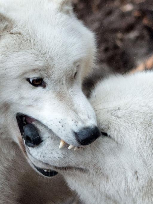 Polarwölfe im Wildpark in Hanau (Hessen)