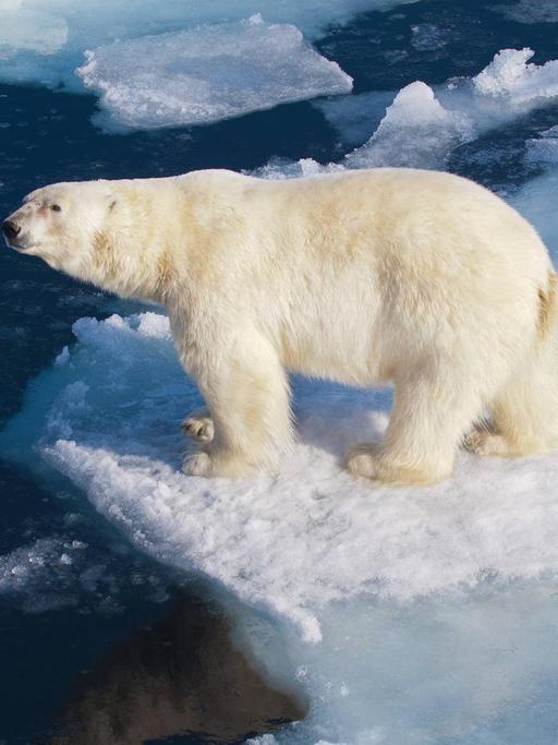 Ein Polarbär steht auf einer Eisscholle im Packeis der Norwegische Arktis.