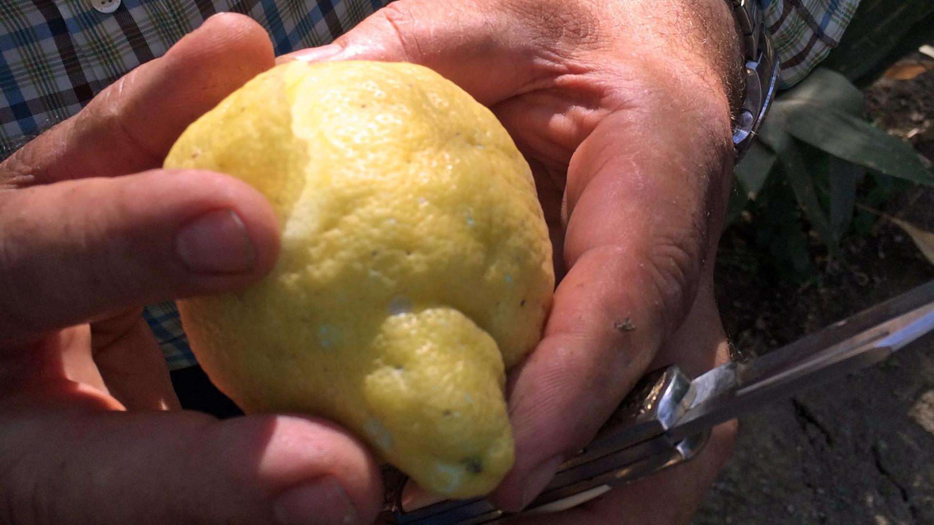 Das Gold der Region: Zitronen aus Sorrent
