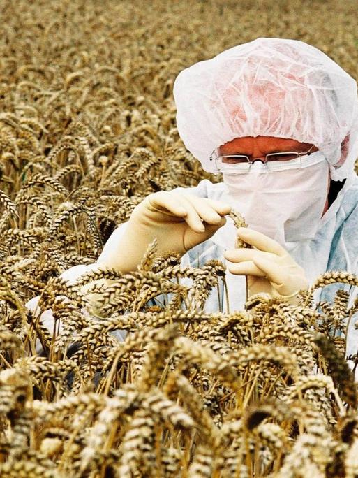 Ein Wissenschaftler im Schutzanzug untersucht Weizenähren.