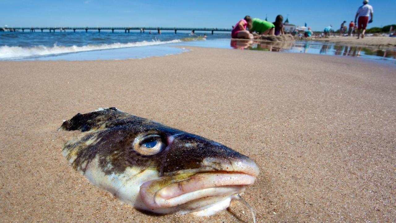 Ein toter Fisch liegt im Sand an der Ostsee, im Hintergrund Menschen und ein strahlend blauer Himmel.