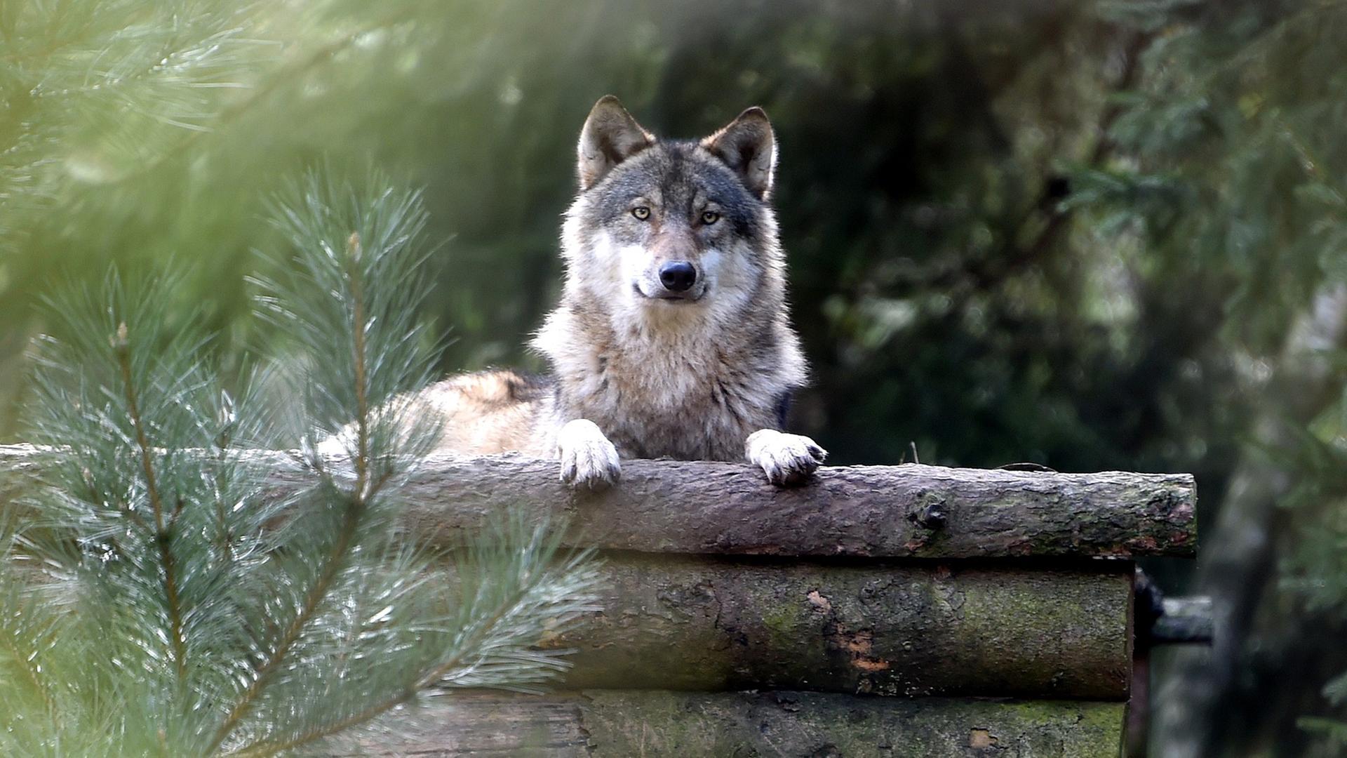 Ein Wolf blickt aus seinem Gehege im Wildpark Eekholt, Schleswig-Holstein, den Fotografen an.