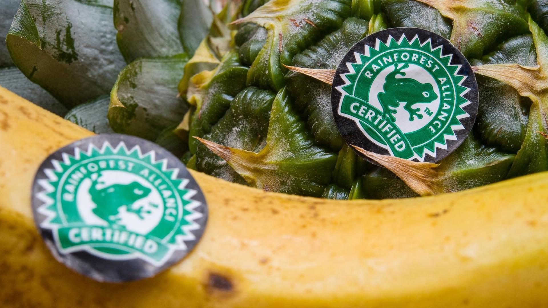 Aufkleber der Umweltorganisation Rainforest Alliance sind am 30.05.2016 auf einer Banane und einer Ananas in Sieversdorf (Brandenburg) zu sehen.