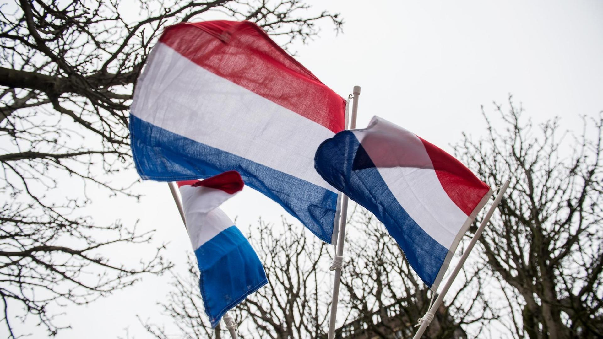 Niederländische Flaggen wehen in Den Haag