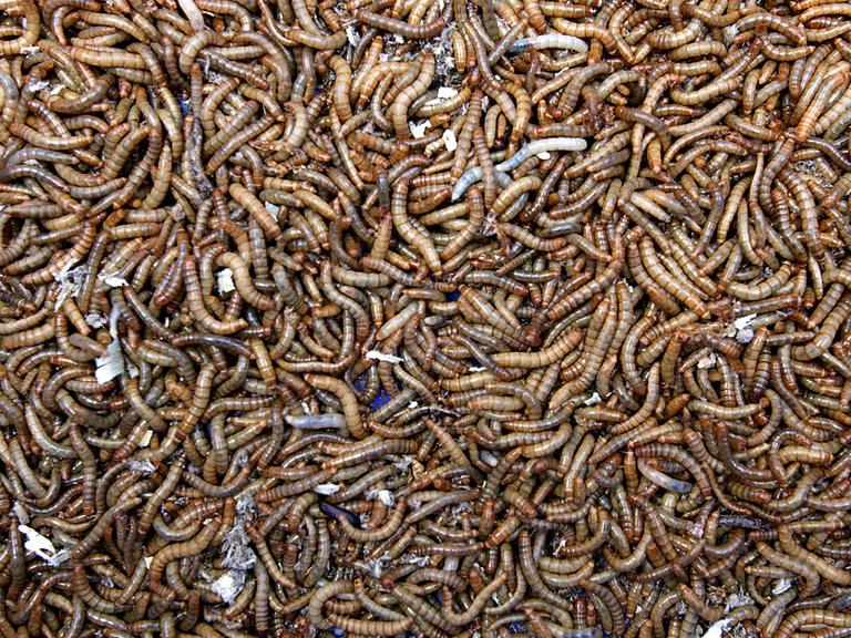 Tausende von Mehlwürmer liegen in einer Kiste