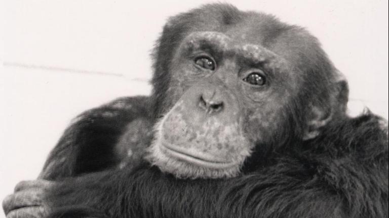 Loulis ist Washoes Adoptivsohn. Er lebt heute in einer Auffangstation für Schimpansen in Kanada. 