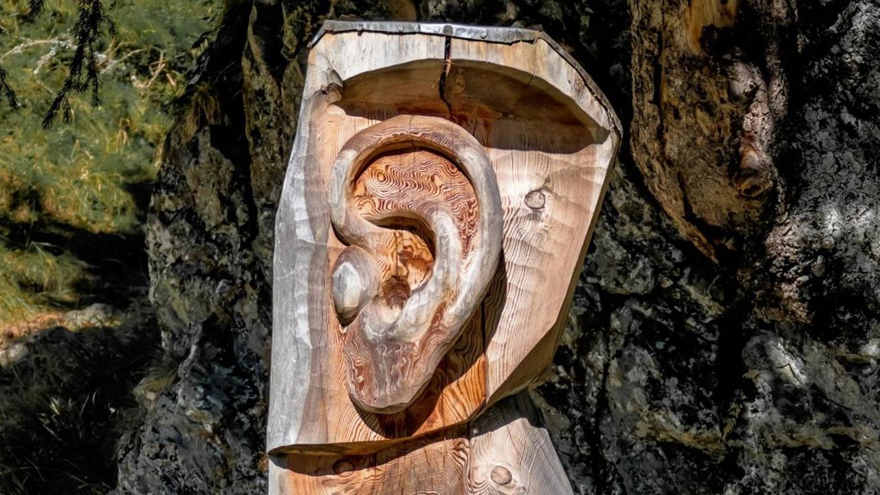In einen Baumstamm ist ein menschliches Ohr geschnitzt. 