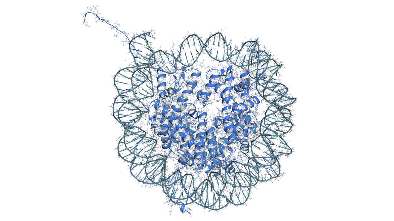 Nukleosom (Illustration): Die DNA-Doppelhelix ist im Zellkern um einen Proteinkern gewickelt. Die Art und Dichte der "Verpackung" entscheidet darüber, welche DNA-Abschnitte ("Gene") ausgelesen werden - ein Grundprinzip der Epigenetik