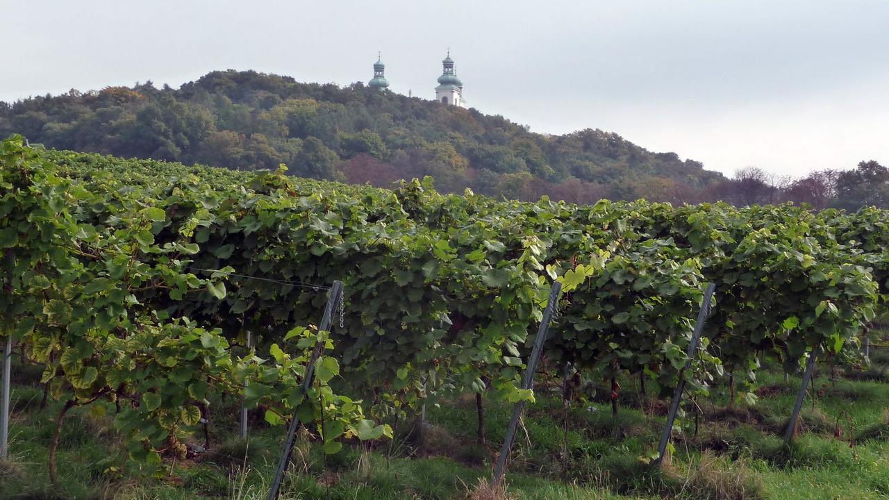 Weine unterm Kloster Silberberg. Fünf Kilometer außerhalb Krakaus wurde ein alter Mönchsweinberg von Winzern vor sieben Jahren neu kultiviert. Und gilt schon jetzt als Avantgarde der polnischen Winzer von Morgen.