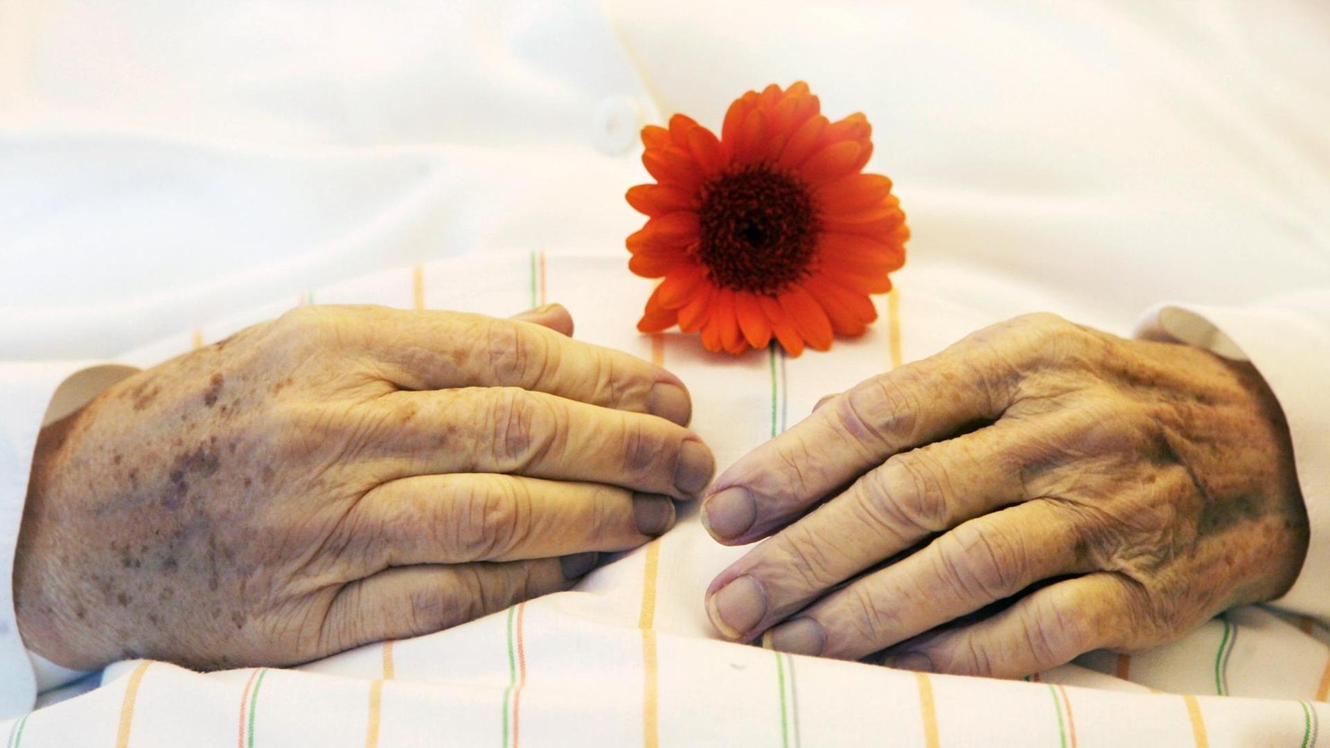 Die Hände einer alten Frau mit einer Blume auf einer Bettdecke.