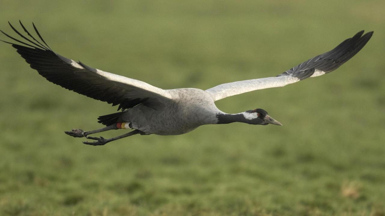 Ein grauer Kranich fliegt über eine Wiese. Ein grauer Kranich fliegt über eine Wiese.