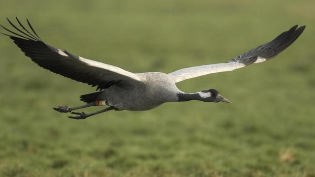 Ein grauer Kranich fliegt über eine Wiese.