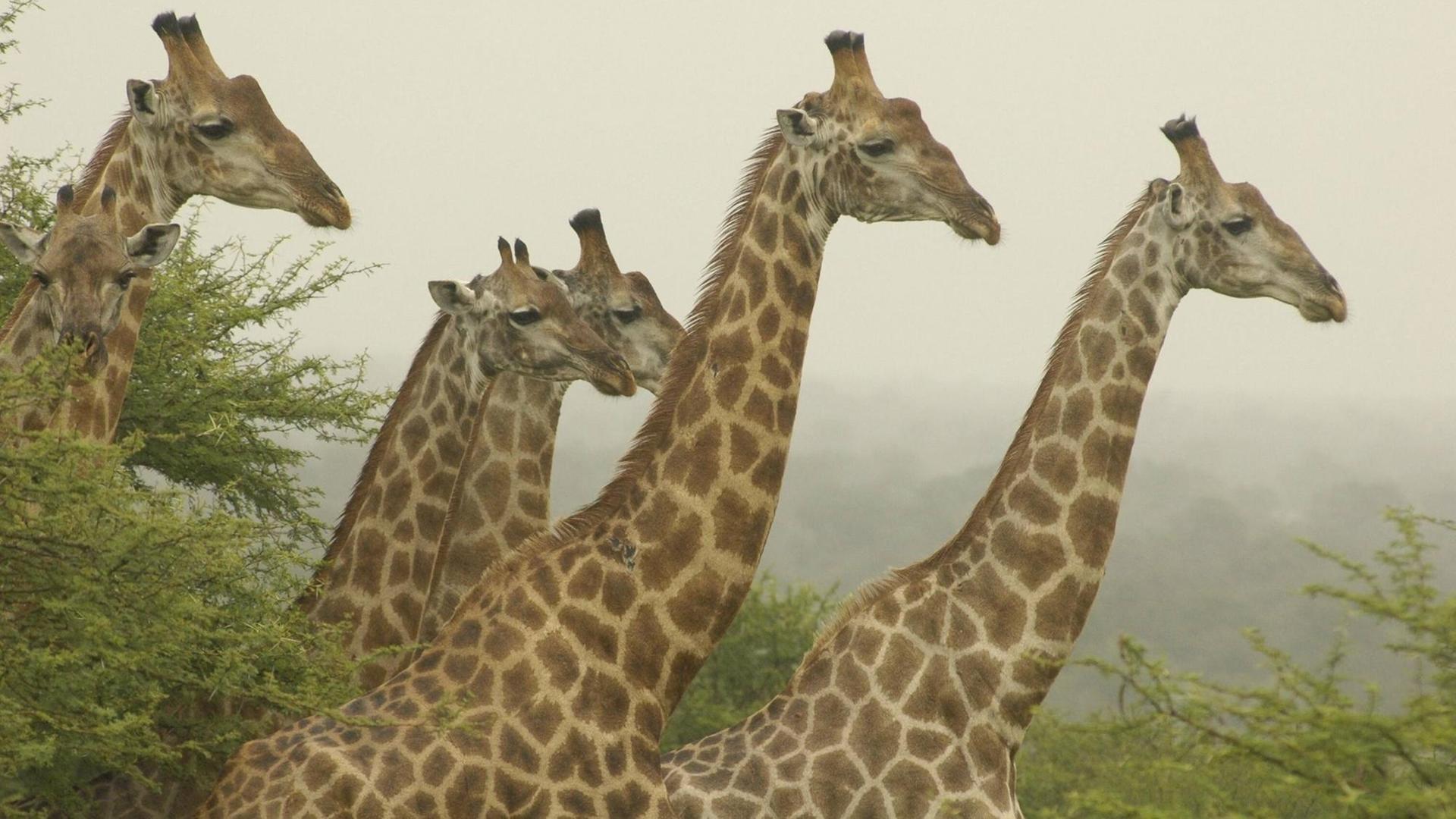 Sechs Giraffen sind im Krüger Nationalpark (Südafrika) zu sehen