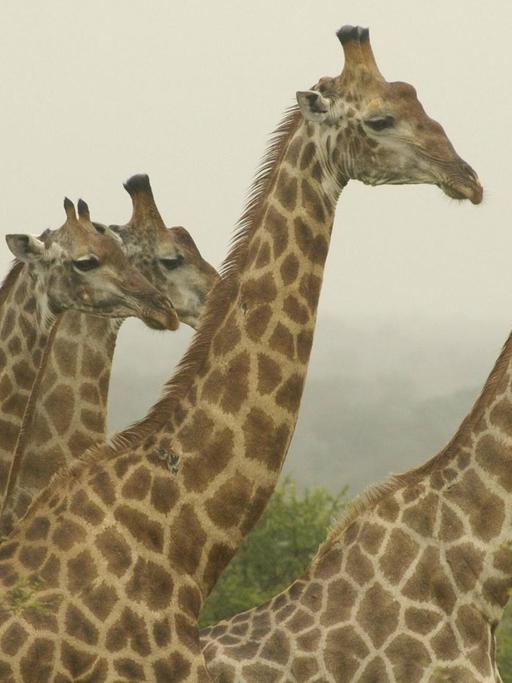 Sechs Giraffen sind im Krüger Nationalpark (Südafrika) zu sehen