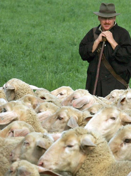 Der Schäfer Holger Banzhaf aus Heldenfingen hütet am Freitag (22.08.2008) beim Leistungshüten des Landesschafzuchtverbandes in Markgröningen eine fremde Herde mit ca. 200 Schafen