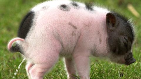 Mini-Schwein aus Mecklenburg