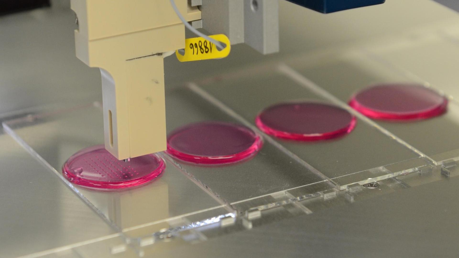 Eine Biotinte wird auf einen Gelatineträger gedruckt