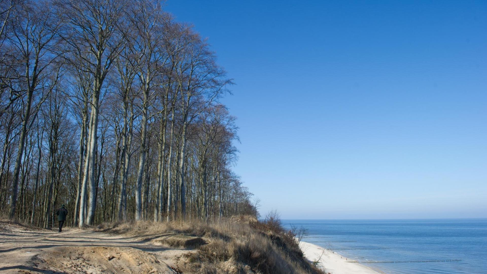 Der Usedomer Küstenwald am 18.03.2016 bei Bansin (Mecklenburg-Vorpommern). Der Usedomer Küstenwald wurde als "Waldgebiet des Jahres 2016" ausgezeichnet.