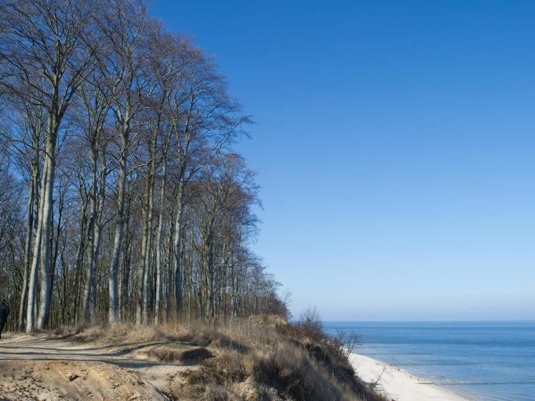 Der Usedomer Küstenwald am 18.03.2016 bei Bansin (Mecklenburg-Vorpommern). Der Usedomer Küstenwald wurde als "Waldgebiet des Jahres 2016" ausgezeichnet.