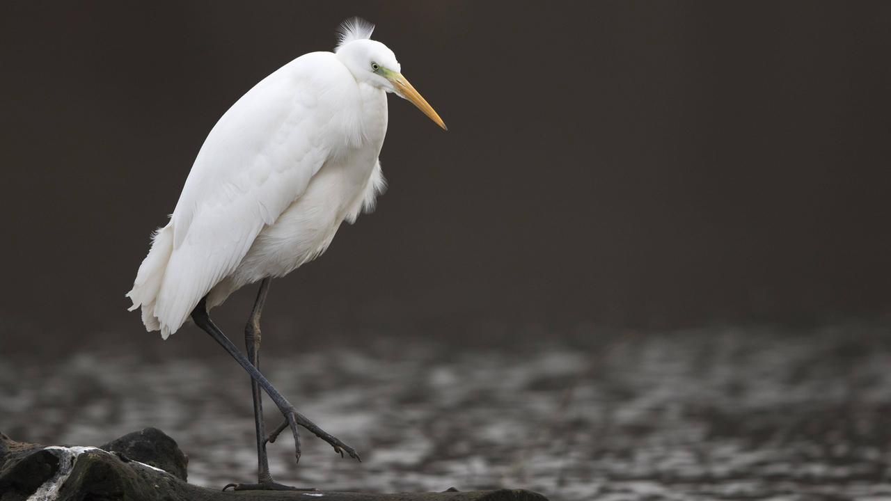 Der Silberreiher steht auf Totholz am Wasser. Es handelt sich um einen Vogel mit weißem Gefieder, langen Beinen und dünnem, langen Schnabel. Der Hintergrund ist grau.