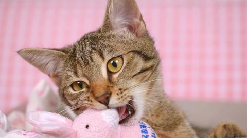 Hauskatze, Haus-Katze (Felis silvestris f. catus), getigerte Katze knabbert an einem Stofftier domestic cat, house cat (Felis silvestris f. catus), striped cat nibbling at a soft toy BLWS384749 House cat House Cat Felis silvestris F catus Getigerte Cat nibbles to a Stuffed animal Domestic Cat House Cat Felis silvestris F catus Striped Cat nibbling AT a Soft Toy