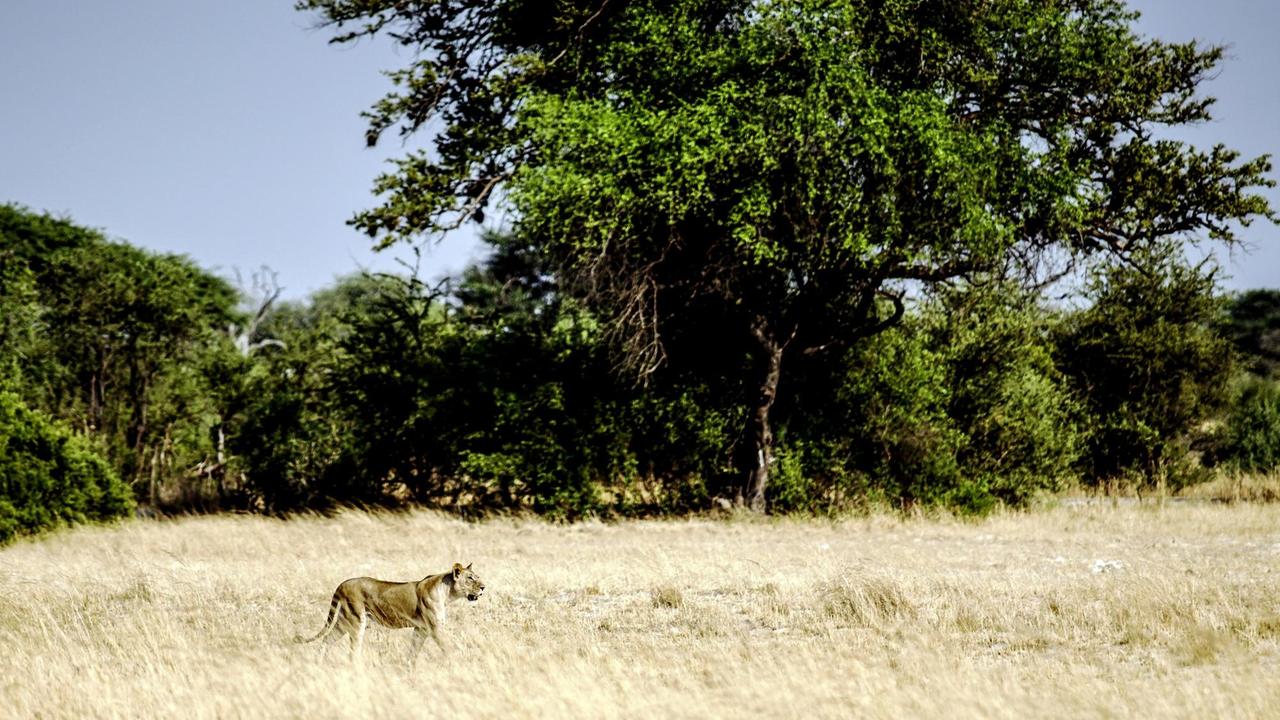 Ein Löwe spaziert durch den Hwange Nationalpark in Simbabwe.