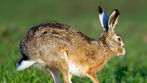 Ein Feldhase rennt über eine Wiese