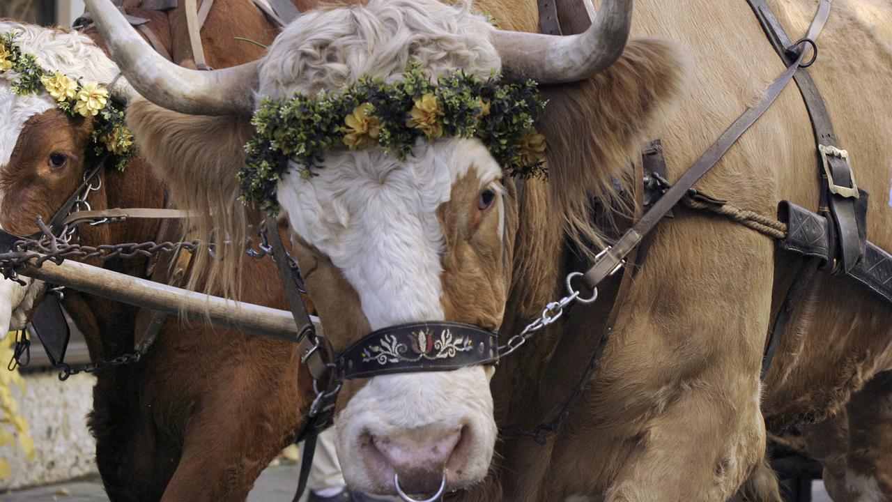 Mit Blumen geschmücktes Ochsengespann in Grafing (Oberbayern)