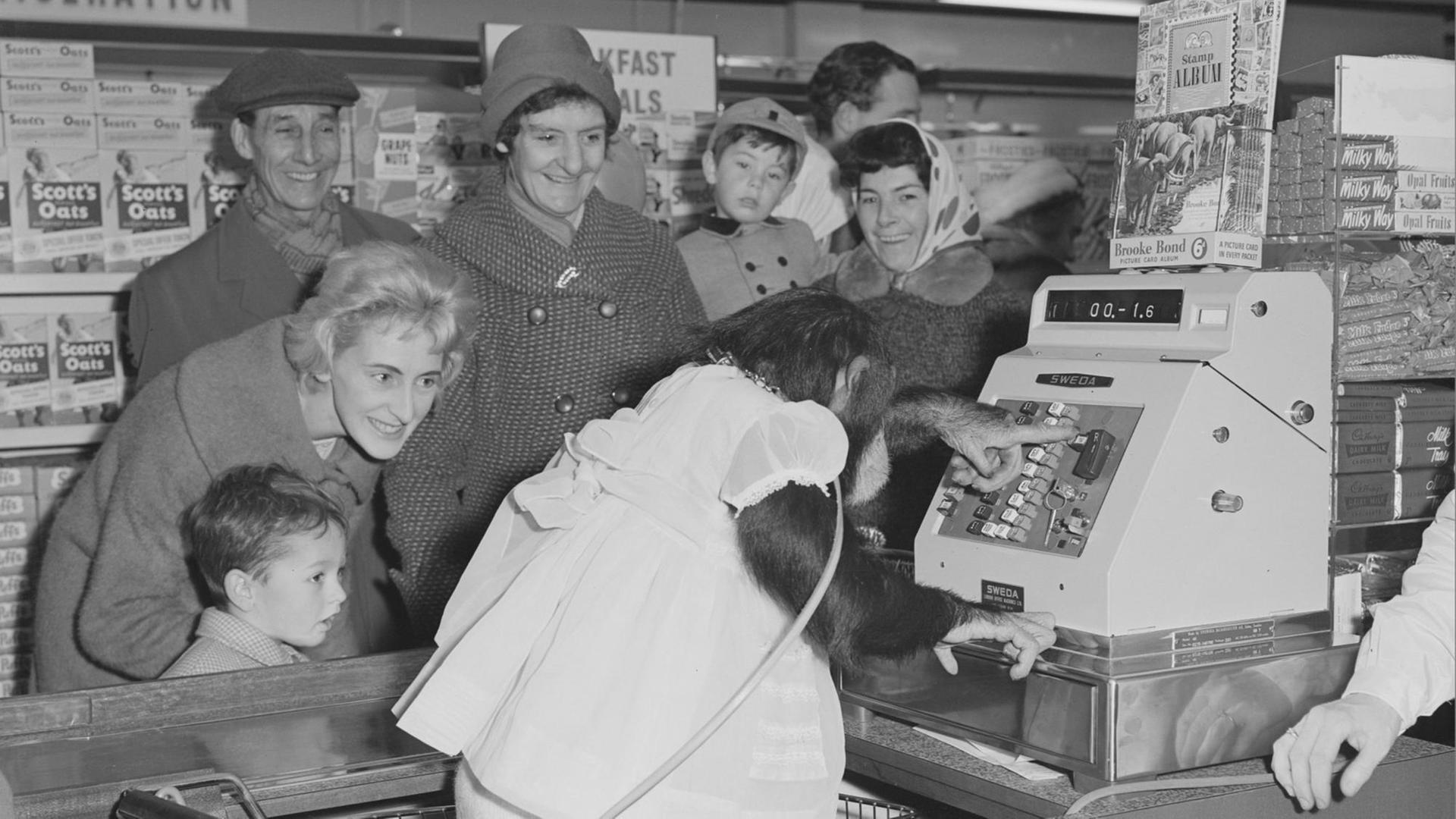 Werbung der Teemarke PG Tips mit einem Schimpansen an der Supermarkt-Kasse. 16. November 1962. Aufnahme für die Zeitung Kentish Times.