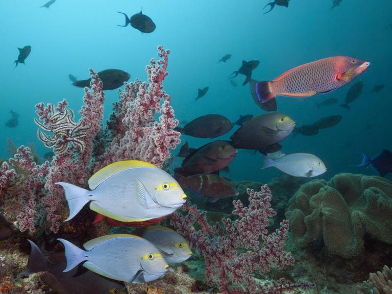 Graue Doktorfische an den Korallenriffen von Raja Ampat in Indonesien.