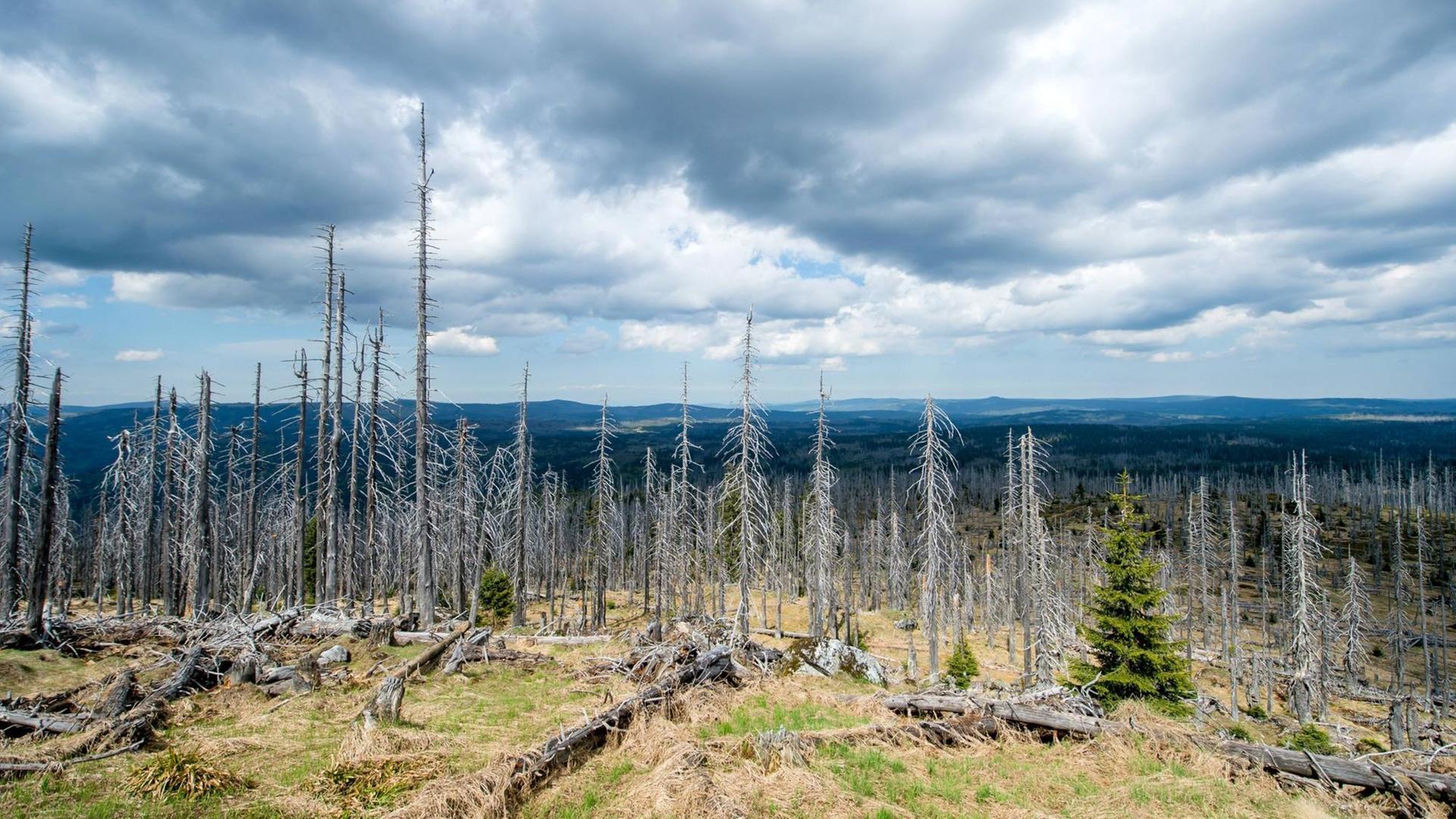 Tote Bäume und mit Absicht liegen gelassenes Holz am Fuße des Gipfels des Großen Rachel im Nationalpark Bayerischer Wald.