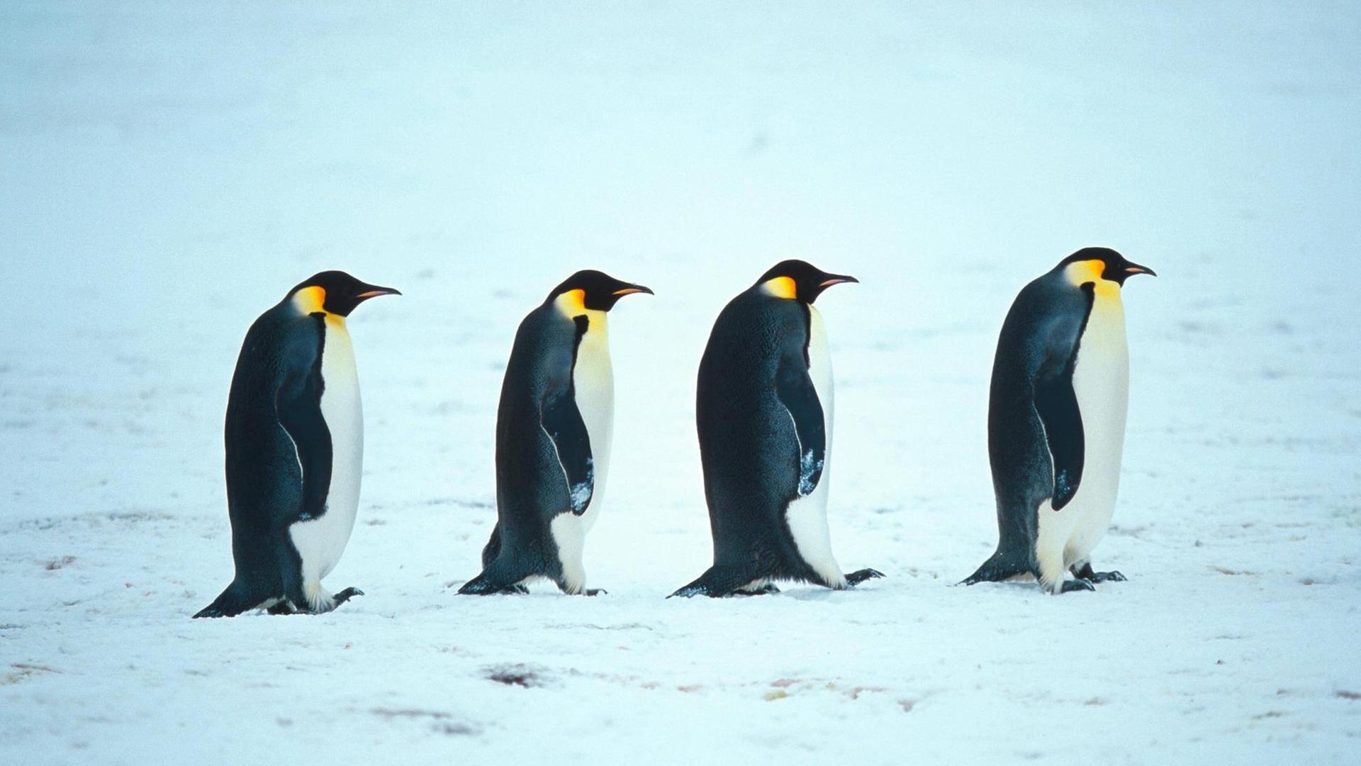 Vier Kaiserpinguine laufen in der Antarktis hintereinander.