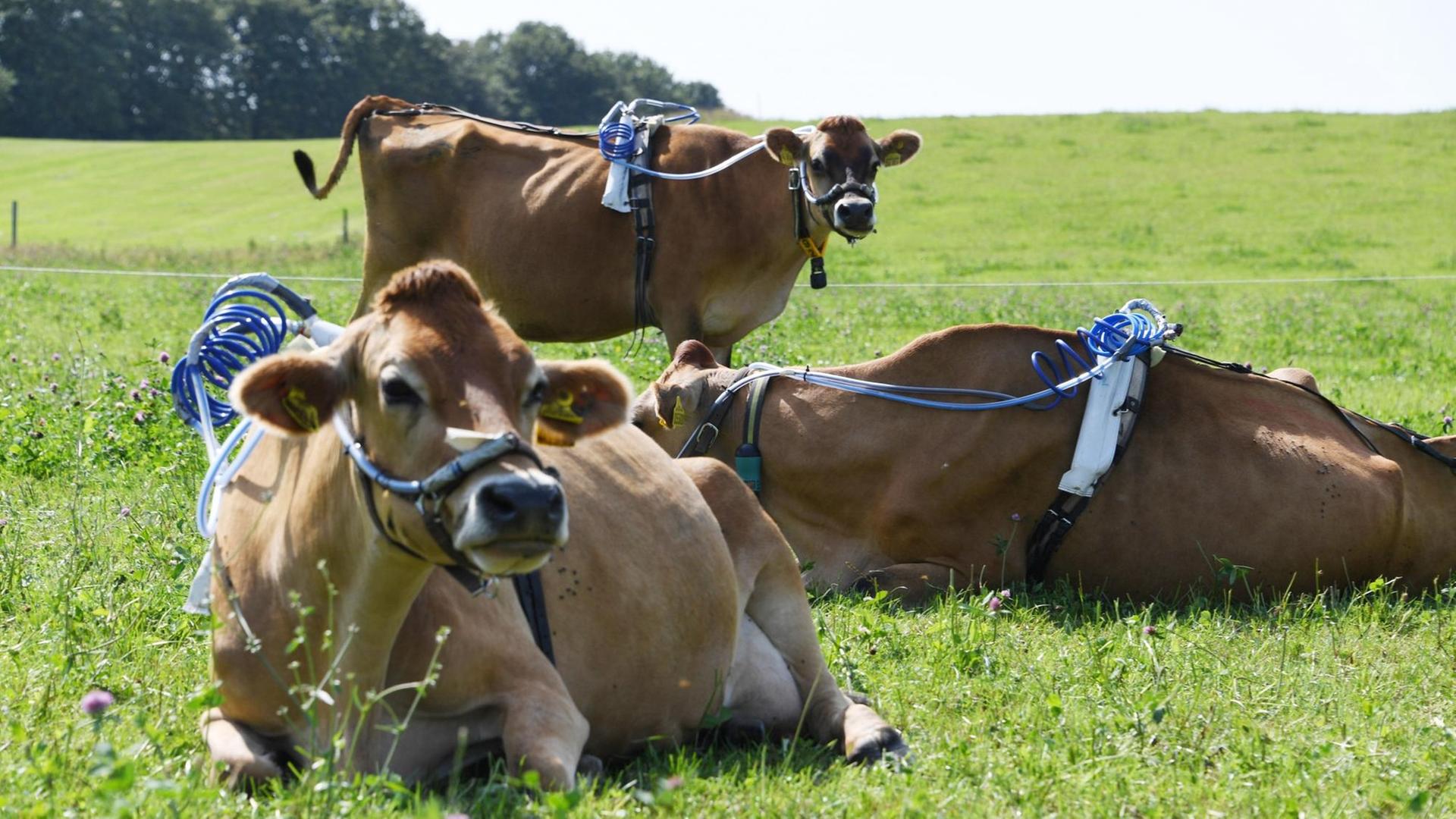 Auf dem Rücken liegen und stehen Kühe auf der Weide. Zu Forschungszwecken haben sie Schläuche und Gurte um.