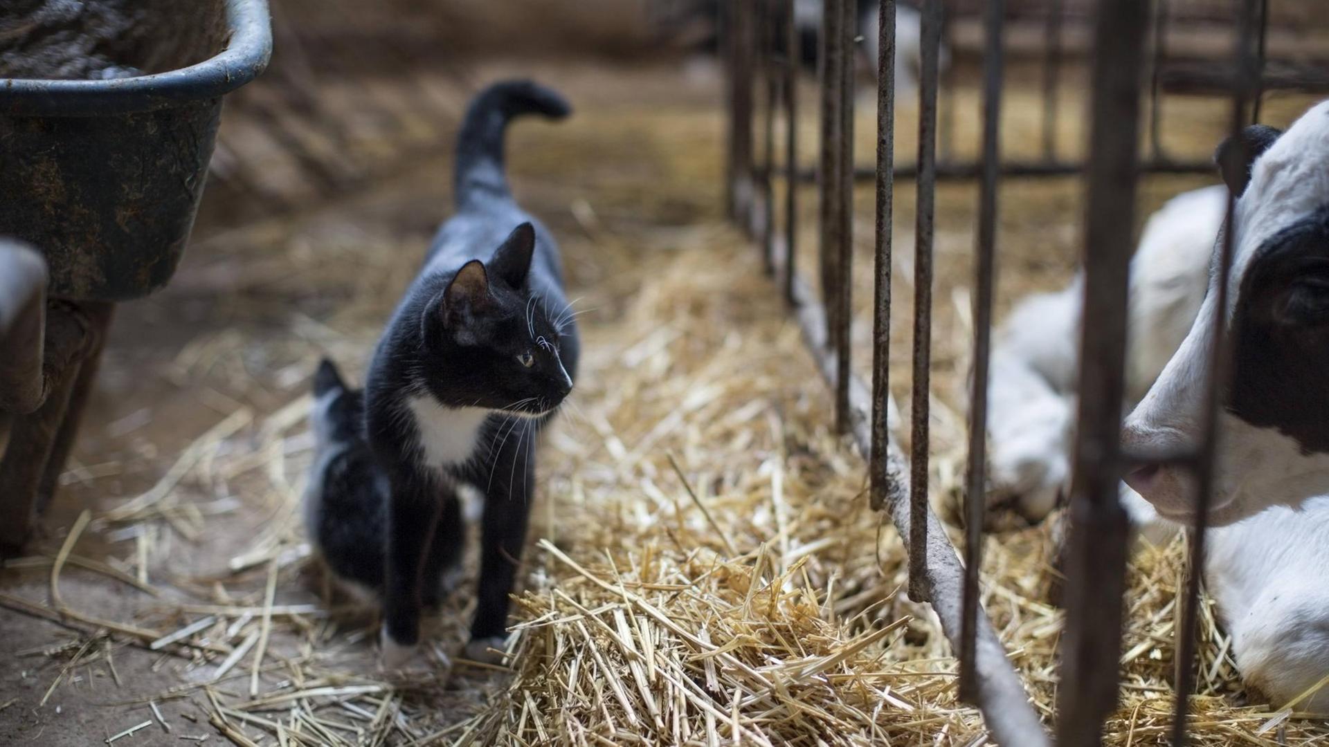 Eine Katze steht in einem Stall vor einem Gitter, hinter dem eine Kuh zu sehen ist.