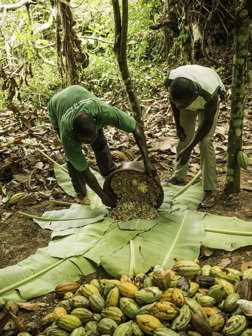 Die Kakaobohnen werden in Bananeblaetter gehuellt um sie zu fermentieren, 08.04.2014.