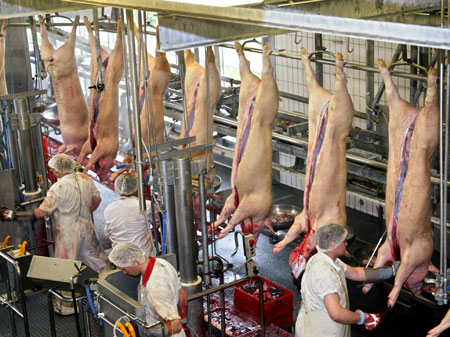 Angestellte eines Schlachtbetriebs arbeiten an aufgeschlitzten Schweinen in Rheda-Wiedenbrück